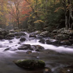 Tennessee, Great smoky Mt NP, Stream in fall at Tremont