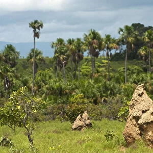Termite mounds Savannah, Rupununi GUYANA South America