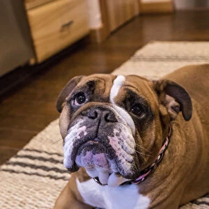 Tessa, the English Bulldog on a down and stay command, hopeful of a treat