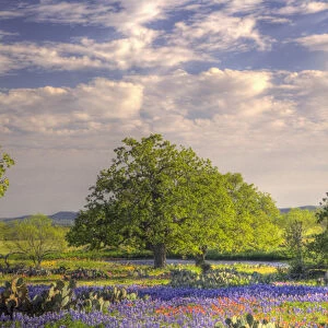 Texas Hill Country, USA, North America. Lone oak standing in field of Wildflowers