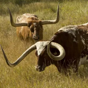 Texas longhorn, Custer, South Dakota, USA