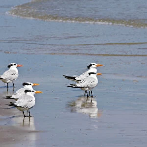 Texas, Padre Island. SHore birds in Padre Island National Seashore
