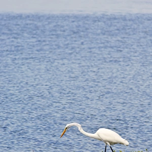 Texas, Port Aransas. Great white egret at the Aransas National Wildlife Refuge