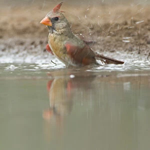 Texas, Rio Grande Valley, Female Cardinal Bathing (Cardinalis virginianus)