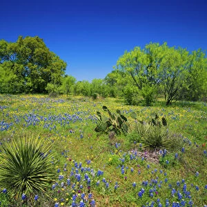 Texas, Texas Hill Country, Low bladderpod, bluebonnets, oak and mesquite tree