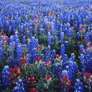 Texas, Texas Hill Country, Texas Paintbrush and Bluebonnets flowers growing in field