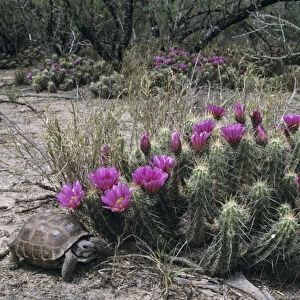 Texas Tortoise, Gopherus berlandieriadult, walking next to Strawberry Hedgehog (Echinocereus