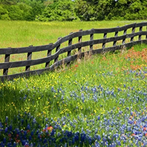 Texas, USA, North America. Wildflowers along fenceline