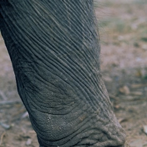 Thailand, Ayuthaya. Elephant leg