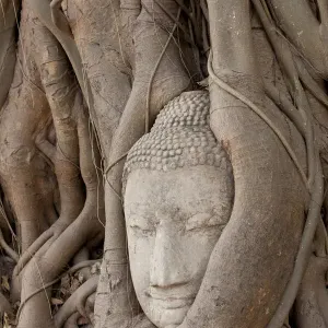 Thailand Print - Buddha Head in Banyan Roots