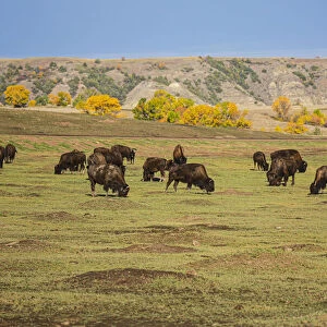 Theodore Roosevelt National Park, North Dakota, USA. American Bison calves