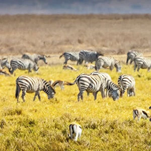 Thompsons gazelle and zebra feed among the grasslands within the Ngorongoro Crater