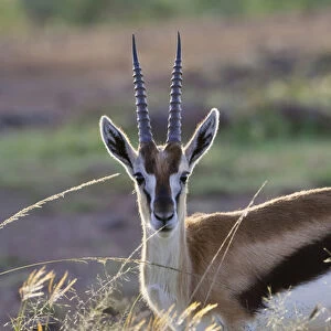 Thomsons Gazelle (Gazella thomsoni) on the savanah, Masai Mara National Reserve