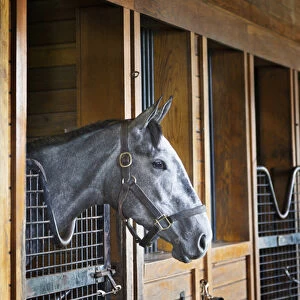 Thoroughbred horse in stall, Donamire Horse Farm, Lexington, Kentucky