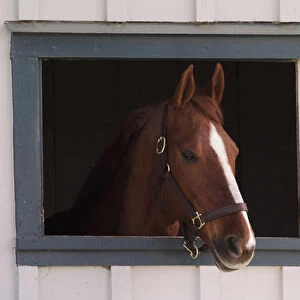 Thoroughbred race horse looking out of window in horse barn, Kentucky Horse Park