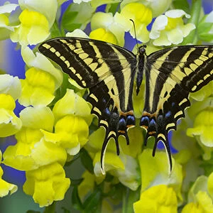 Three-tailed Tiger Swallowtail Butterfly, Papilio pilumnus