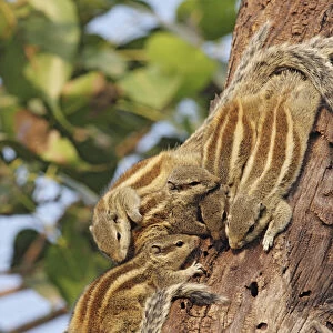 Threestriped Palm Squirrels cuddled together, Keoladeo National Park, India