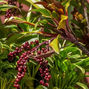 Ti Plant berries