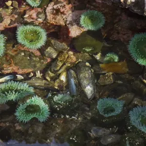 Salish Sea Tide Pool Print Salish Sea Tide Pool Print