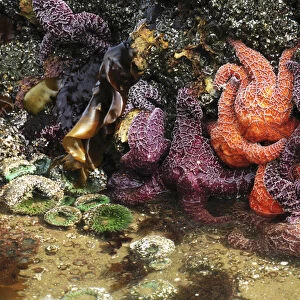 Tide Pool, Starfish and Sea Anemone, Cannon Beach, Pacific Ocean, Oregon, USA