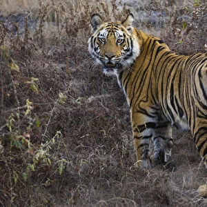 Tiger, Bandhavgarh National Park, India
