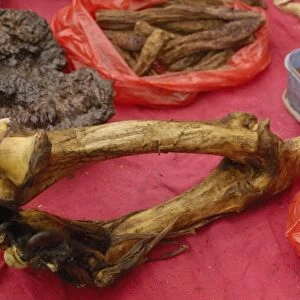 Tiger leg bones and feet with claws together herbal medicine being sold by Tibetans