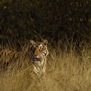 Tiger (Panthera tigris) 3 1 / 2 year old male. Ranthambhore National Park. Rajasthan
