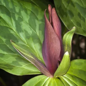 Toadshade Trillium, Trillium sessile Kentucky