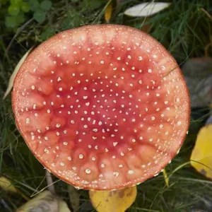 Toadstool Print near Twizel, South Island, New Zealand Toadstool Print near Twizel, South Island, New Zealand