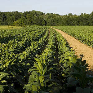 A tobacco field in Hadley, Massachusetts
