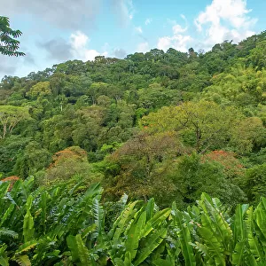 Tobago, Main Ridge Reserve. Jungle landscape on island