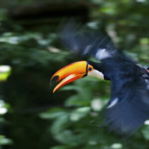 Toco Toucan (Ramphastos toco) flying through the rainforest, Brazil. Is the largest