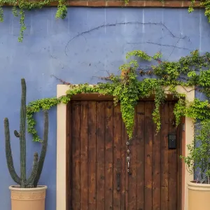 Todos Santos, Mexico. Wooden doorway in a blue stucco wall with ivy
