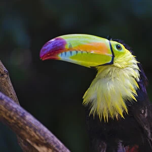 Toucan in the jungle, Honduras