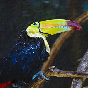 Toucan in the jungle in rain, Honduras