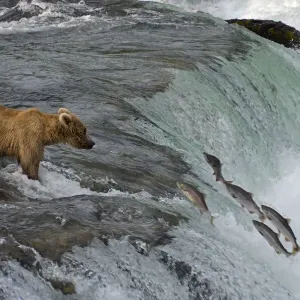 Tourists photographing Brown Bear catching salmon at Brooks Falls, Katmai National Park Tourists photographing Brown Bear catching salmon at Brooks Falls, Katmai National Park