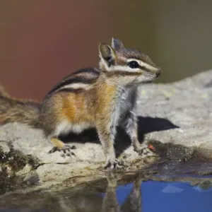 Townsends Chipmunk Print (Washington) by Danita Delimont Townsends Chipmunk Print (Washington) by Danita Delimont