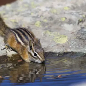 Townsends Chipmonk; drinking at a rain water pool Townsends Chipmonk; drinking at a rain water pool