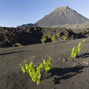 Traditional viniculture in the Cha de Caldeiras, . Stratovolcano mount Pico do Fogo