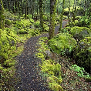 Trail through moss covered forest along the Columbia River, Fort Cascade National Historic Site