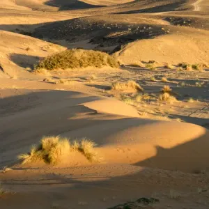 Tree in desert, Erg Chebbi, Morocco