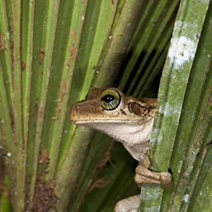 Tree Frog (Osteocephalus taurinus), Yasuni National Park, Amazon Rainforest, ECUADOR
