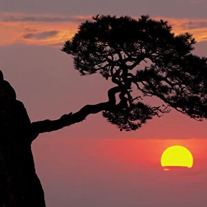 Tree on granite mountain peak at sunrise, Yellow Mountain or Huangshan
