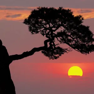 Tree on granite mountain peak at sunrise, Yellow Mountain or Huangshan