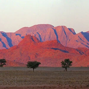Tree with mountain in southern Namib Desert, Sesriem. Hardap Region, Namibia