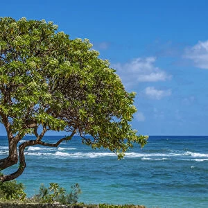 Tree overlooking Poipu Bay, Kauai, Hawaii, USA