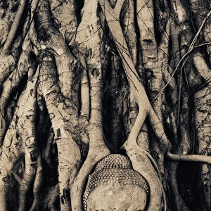 Tree roots entwined around buddha sculpture, Thailand