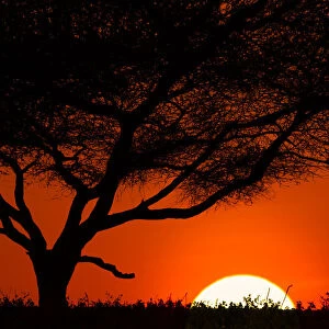 Tree silhouetted at sunset on the vast plains of Serengeti National Park, Tanzania