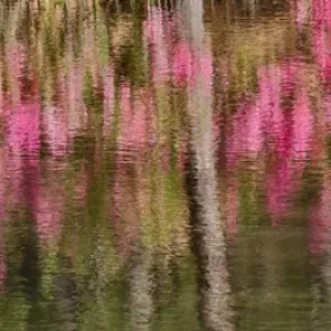 Tree trunks and azeleas reflected in calm pond, Callaway Gardens, Georgia Tree trunks and azeleas reflected in calm pond, Callaway Gardens, Georgia