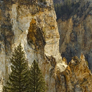 Trees and canyon walls, Grand Canyon of Yellowstone, Yellowstone National Park